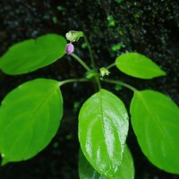 Impatiens yakandawalarum Gopallawa, Hapuarachchi & Jayathissa